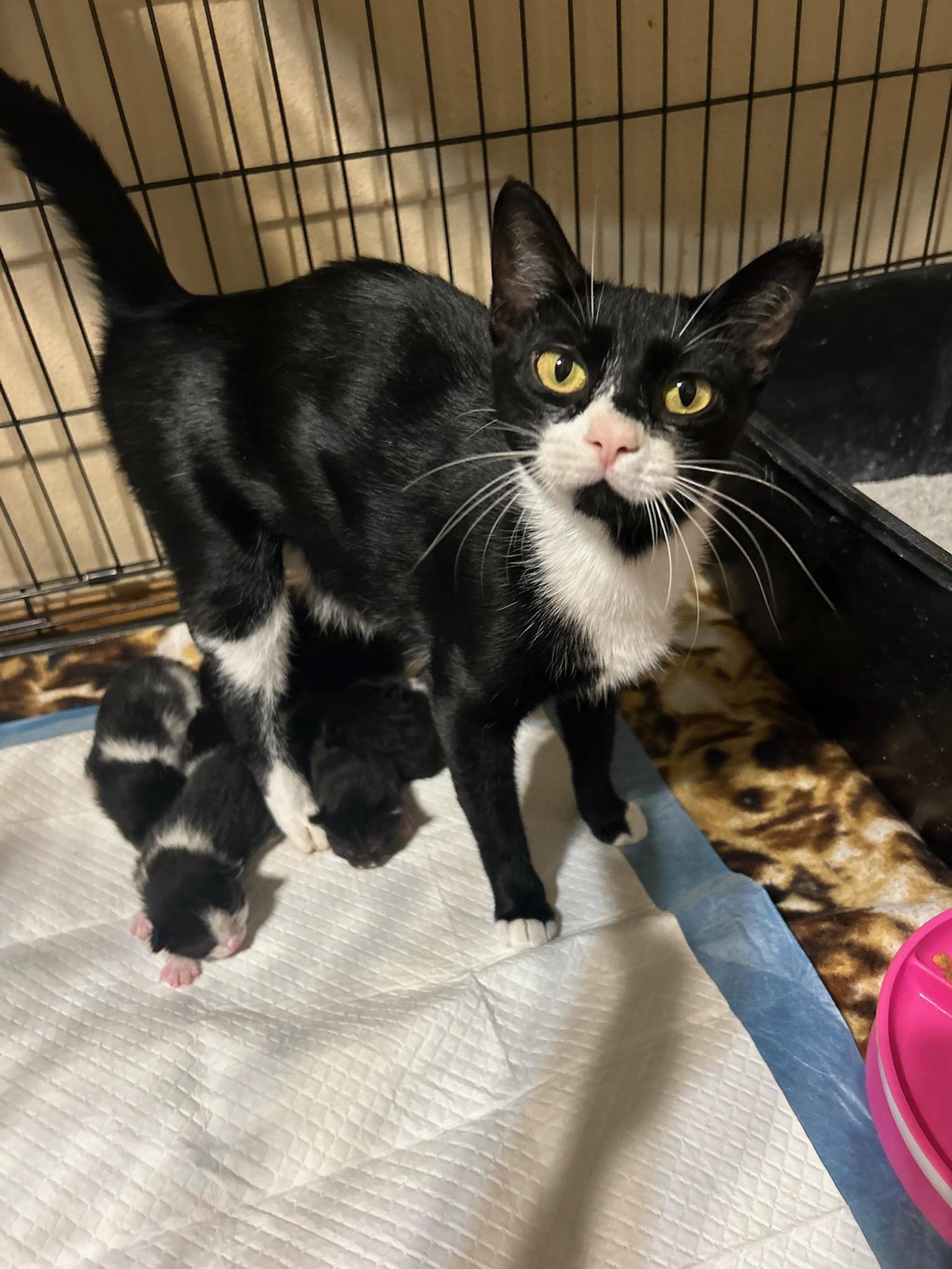 Enlarge Dottie - SPONSORED ADOPTION, a Adoptable Domestic Short Hair in Valley City, ND image 3/5