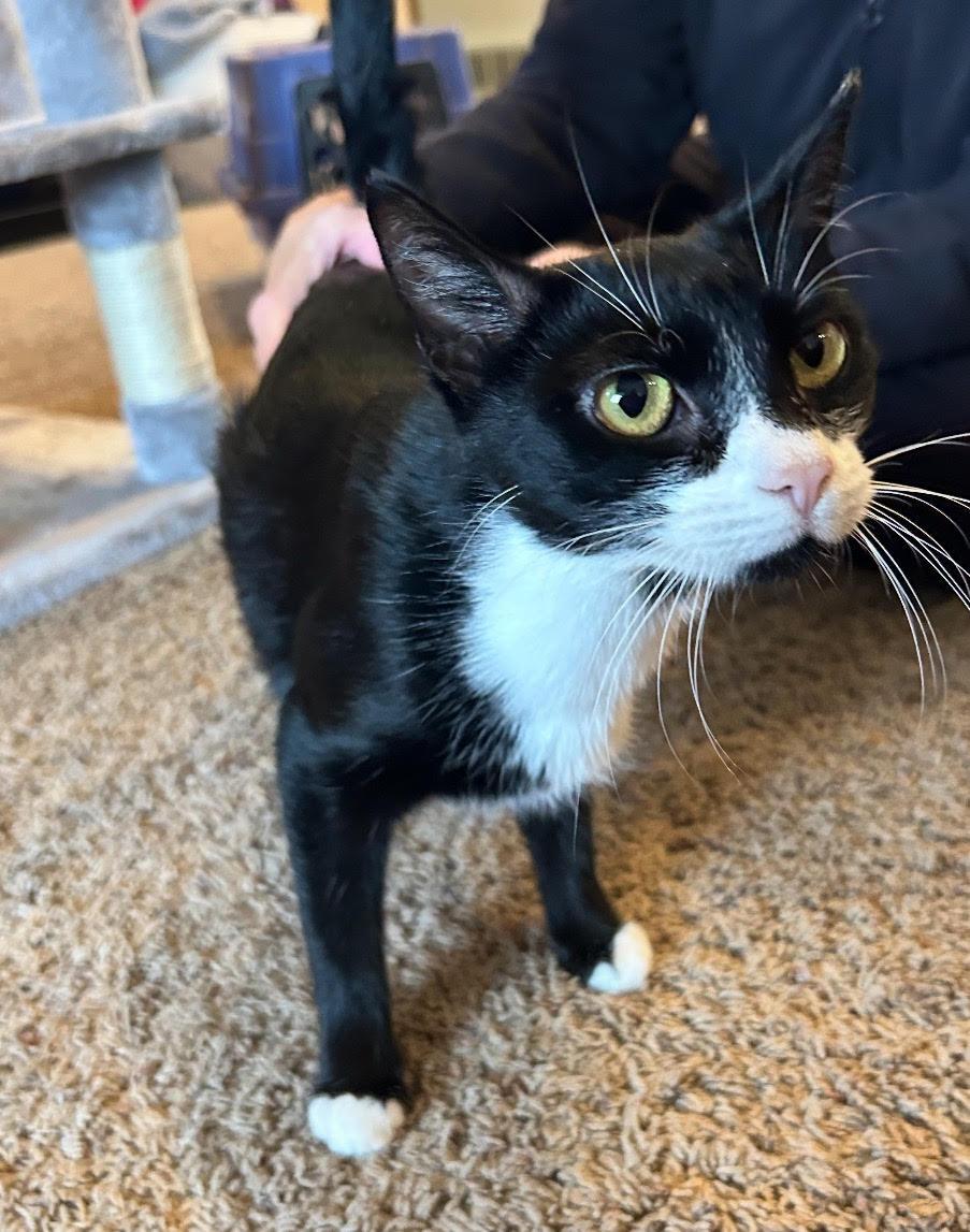 Enlarge Dottie - SPONSORED ADOPTION, a Adoptable Domestic Short Hair in Valley City, ND image 4/5