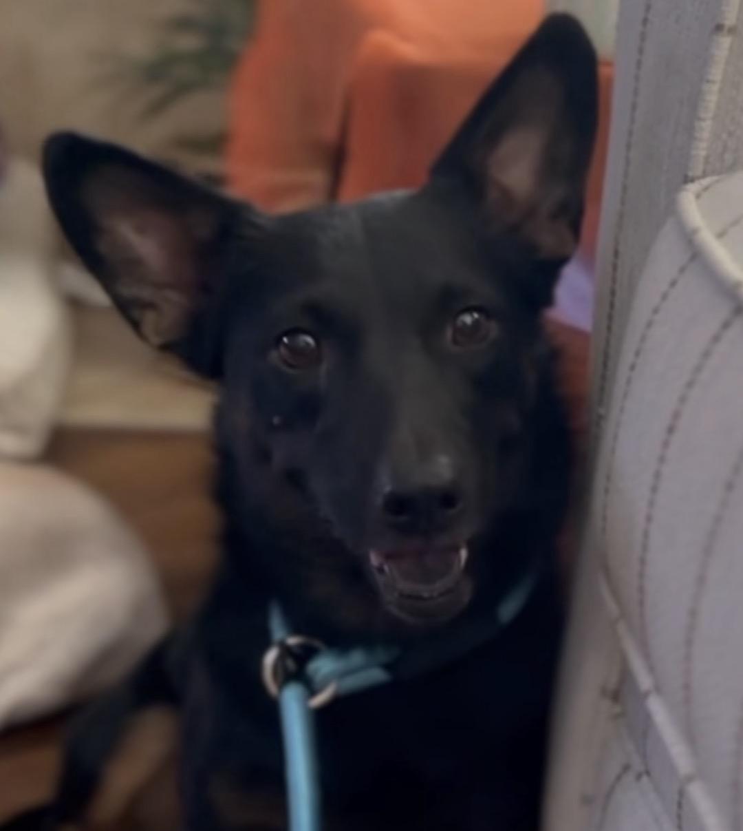 Zara, a Adopted mixed breed in Palm desert, CA image 2/6