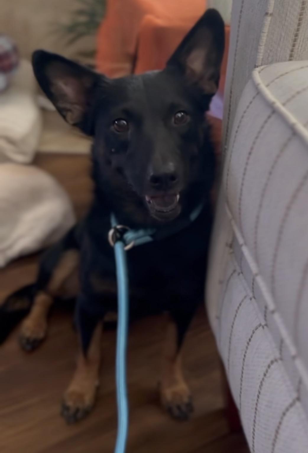 Zara, a Adopted mixed breed in Palm desert, CA image 5/6