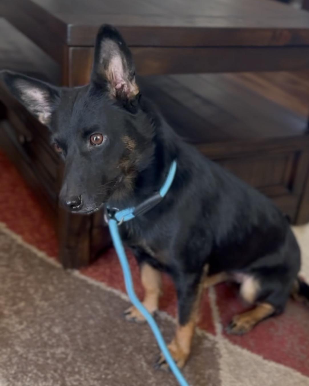 Zara, a Adopted mixed breed in Palm desert, CA image 6/6