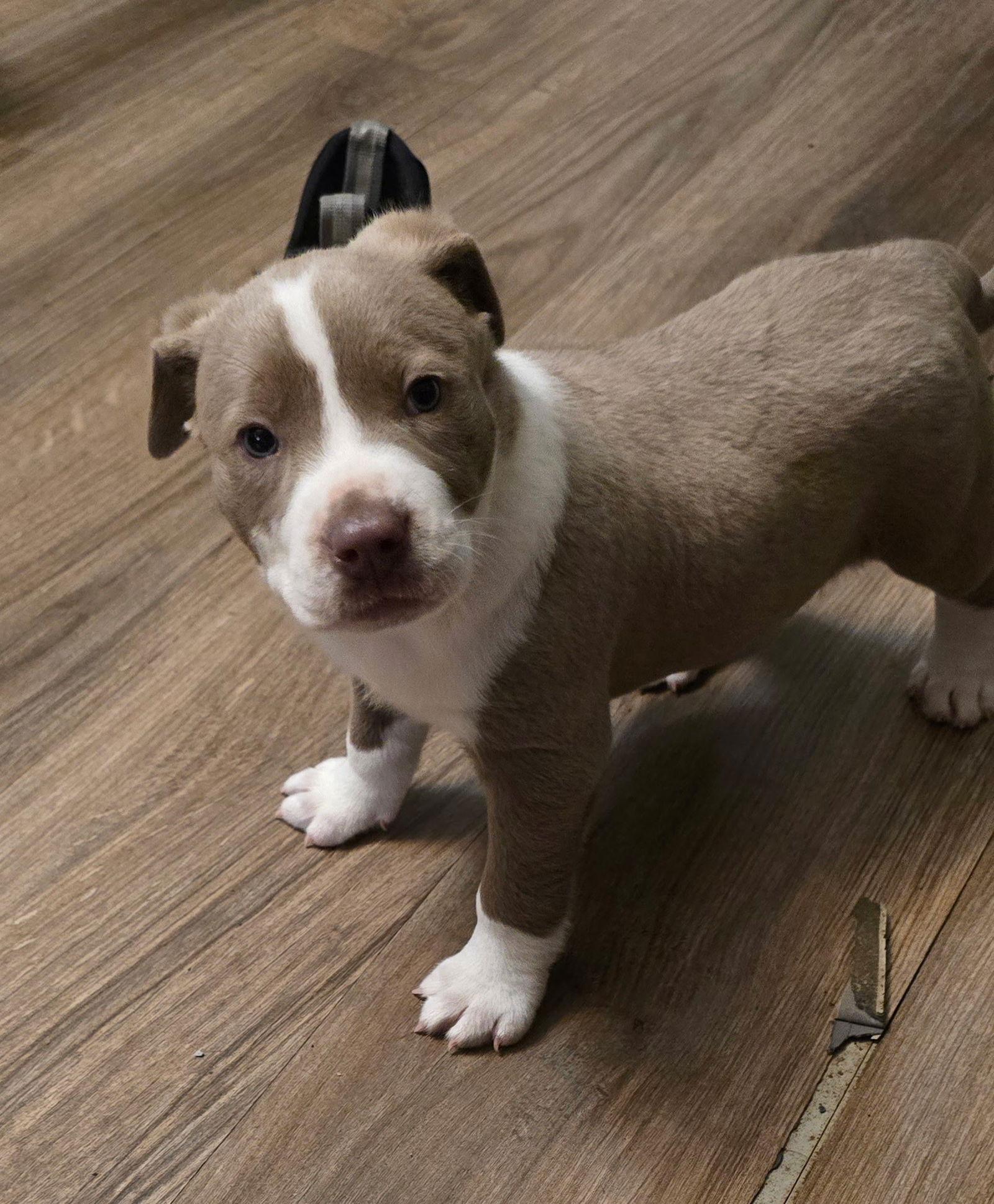 Georgia now Roxy, Adopted, Puppy Female Pit Bull Terrier & American Staffordshire Terrier.