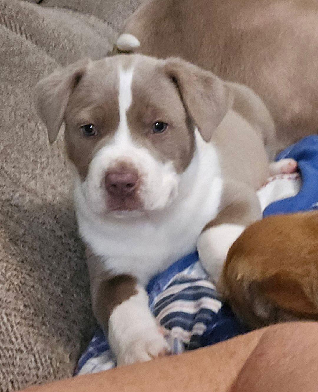 Georgia now Roxy, a Adopted mixed breed in Oakhurst, NJ image 3/3