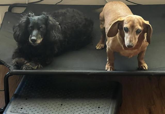 Harley bonded with Frankie - San Diego, Adoptable, Senior Female Dachshund.