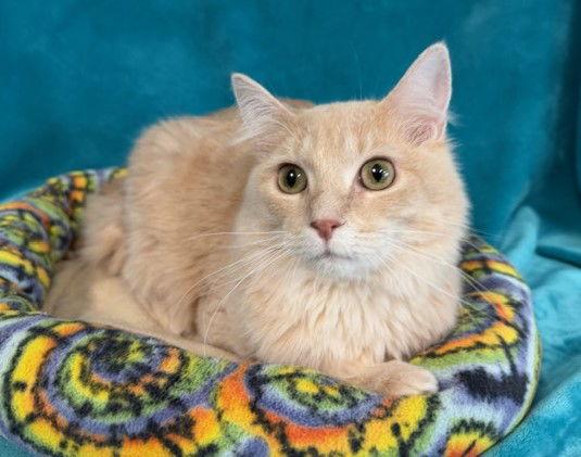 Finnegan, a Adoptable Domestic Long Hair in Greenville, IL image 1/2