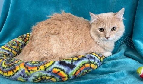Finnegan, a Adoptable Domestic Long Hair in Greenville, IL image 2/2