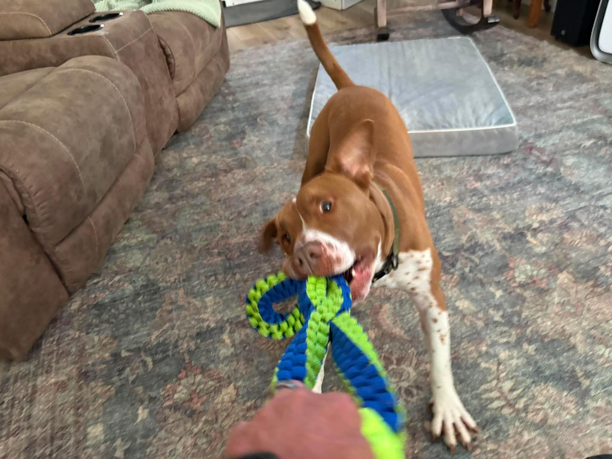 Enlarge Cody, a Adoptable mixed breed in Portland, OR image 3/5