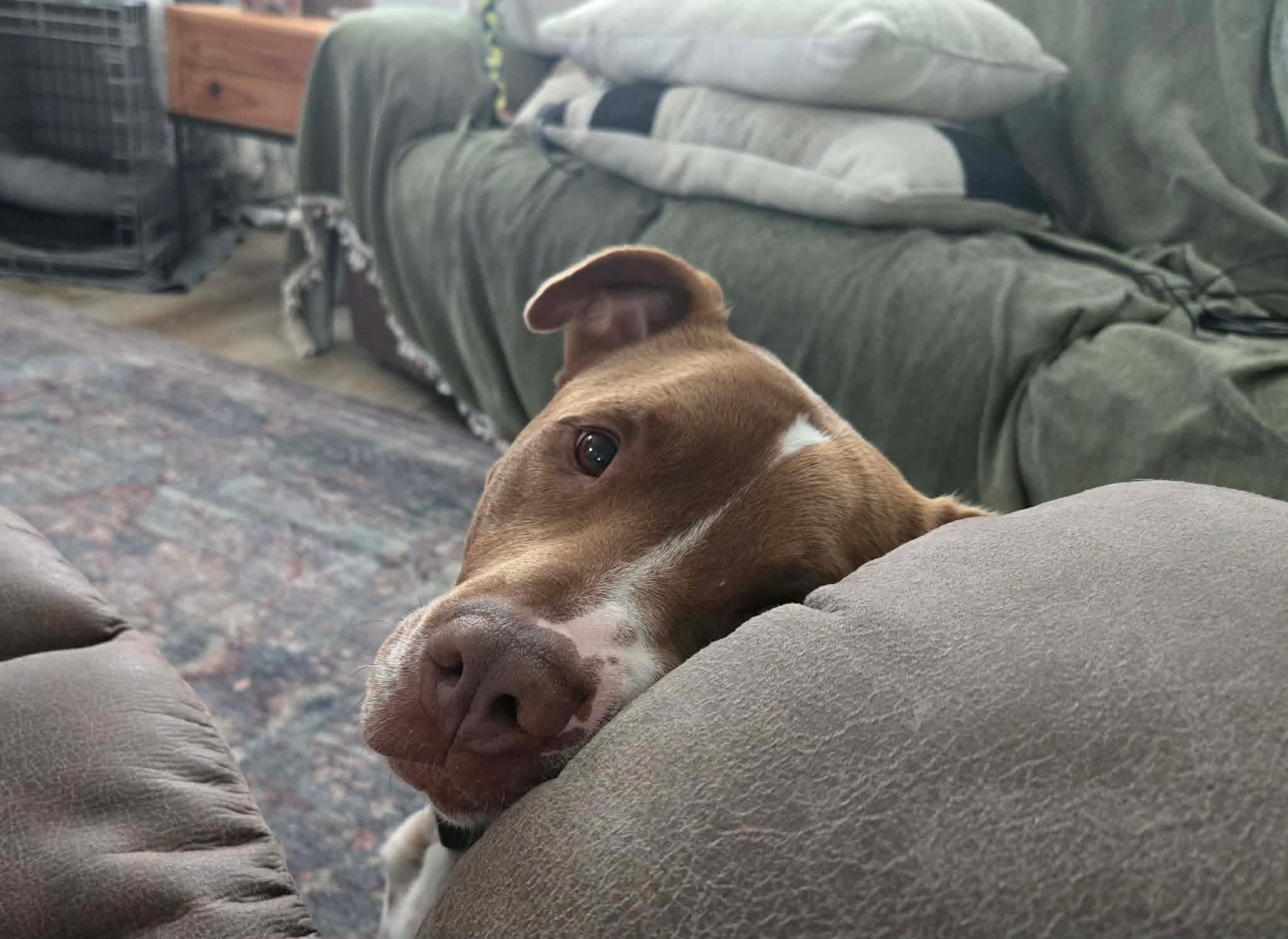 Enlarge Cody, a Adoptable mixed breed in Portland, OR image 2/5