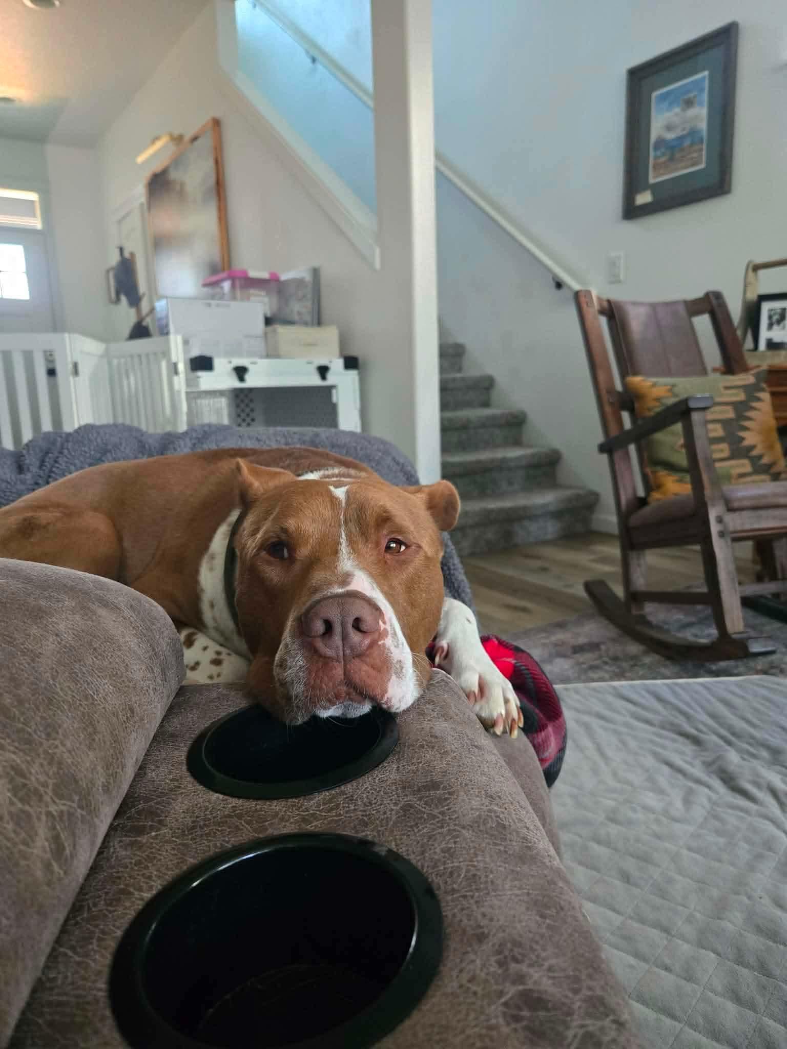 Enlarge Cody, a Adoptable mixed breed in Portland, OR image 4/5