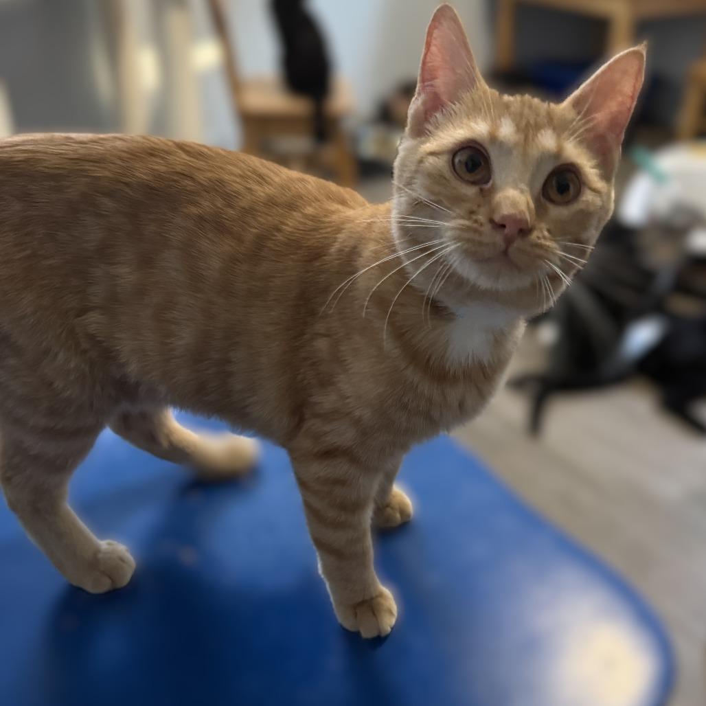 Enlarge Strawberry, a Adoptable Domestic Short Hair in Portage, MI image 1/3