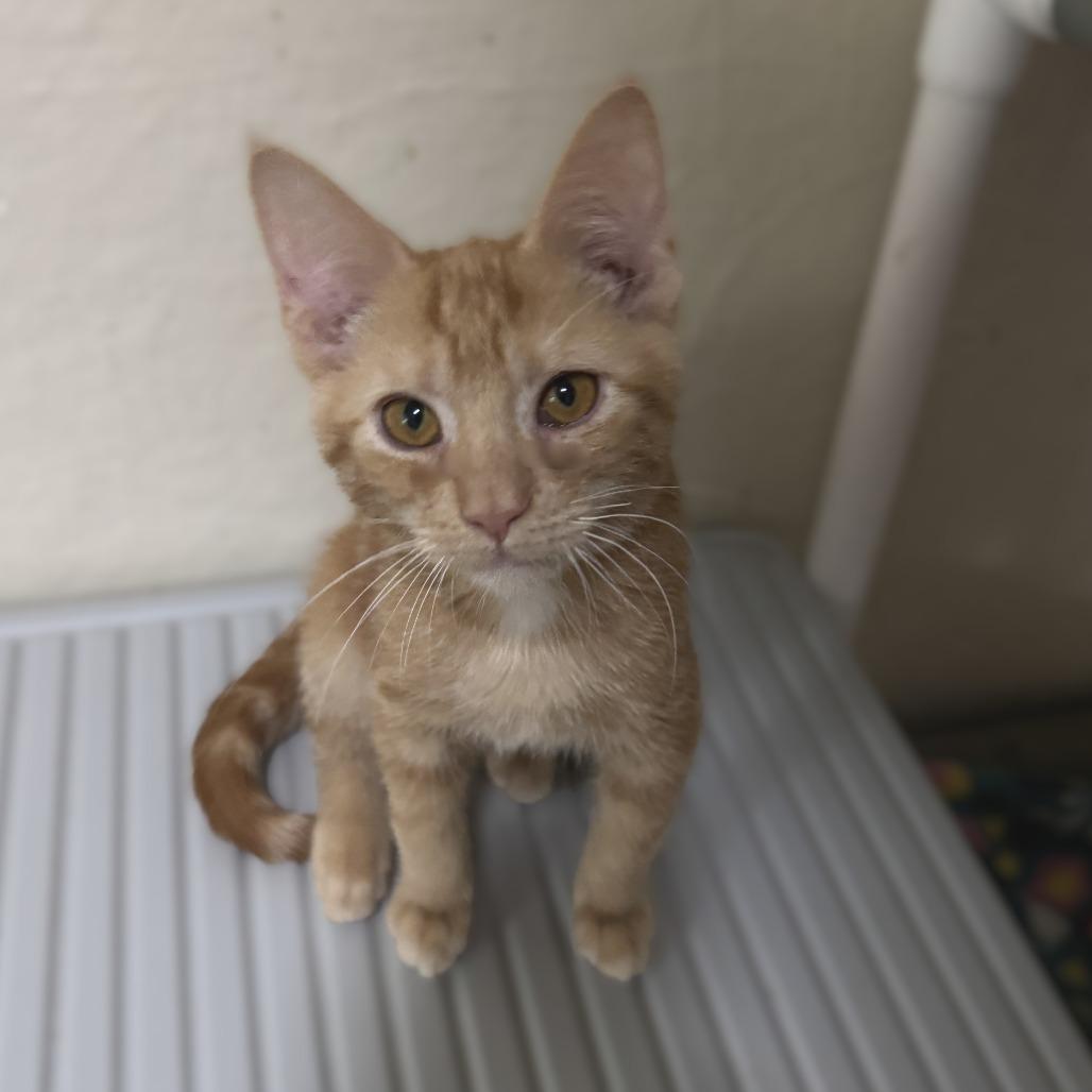 Enlarge Strawberry, a Adoptable Domestic Short Hair in Portage, MI image 2/3