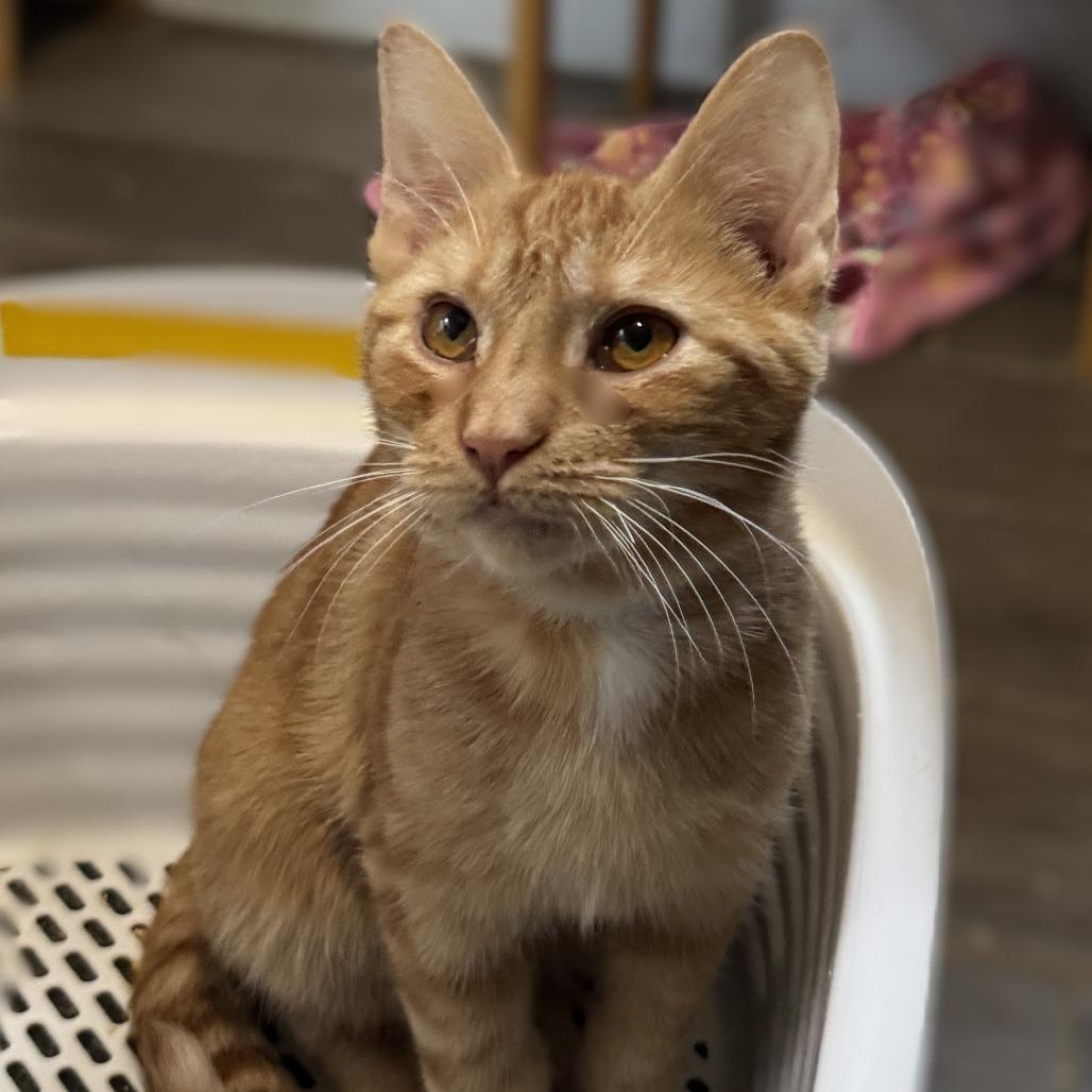 Enlarge Strawberry, a Adoptable Domestic Short Hair in Portage, MI image 3/3