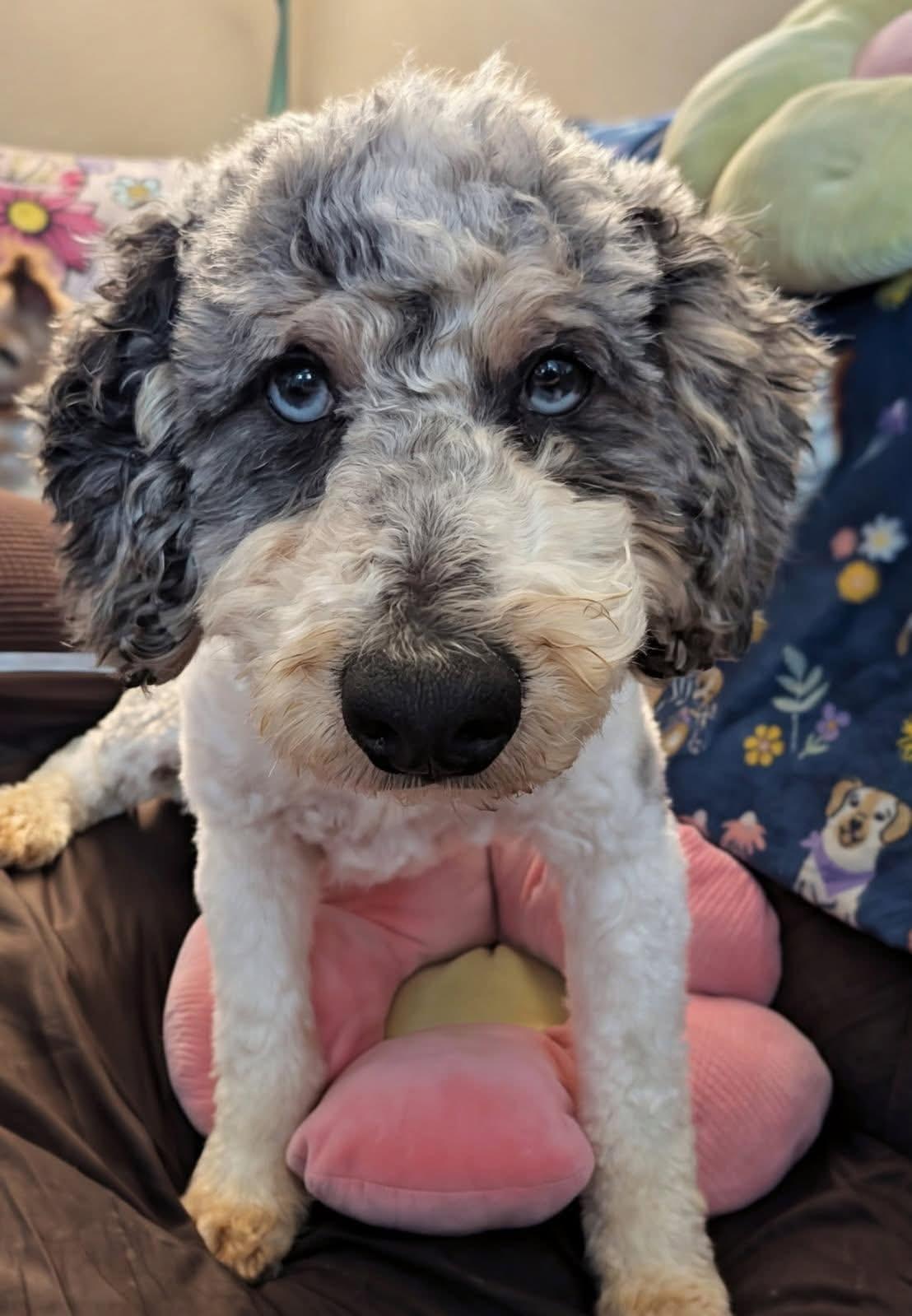Garfunkel, Adoptable, Adult Male Poodle.