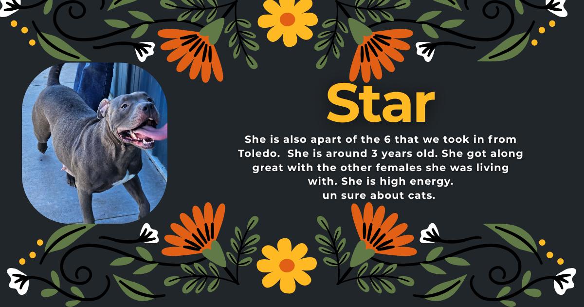 Star, ADOPTABLE, Adult Female Pit Bull Terrier.