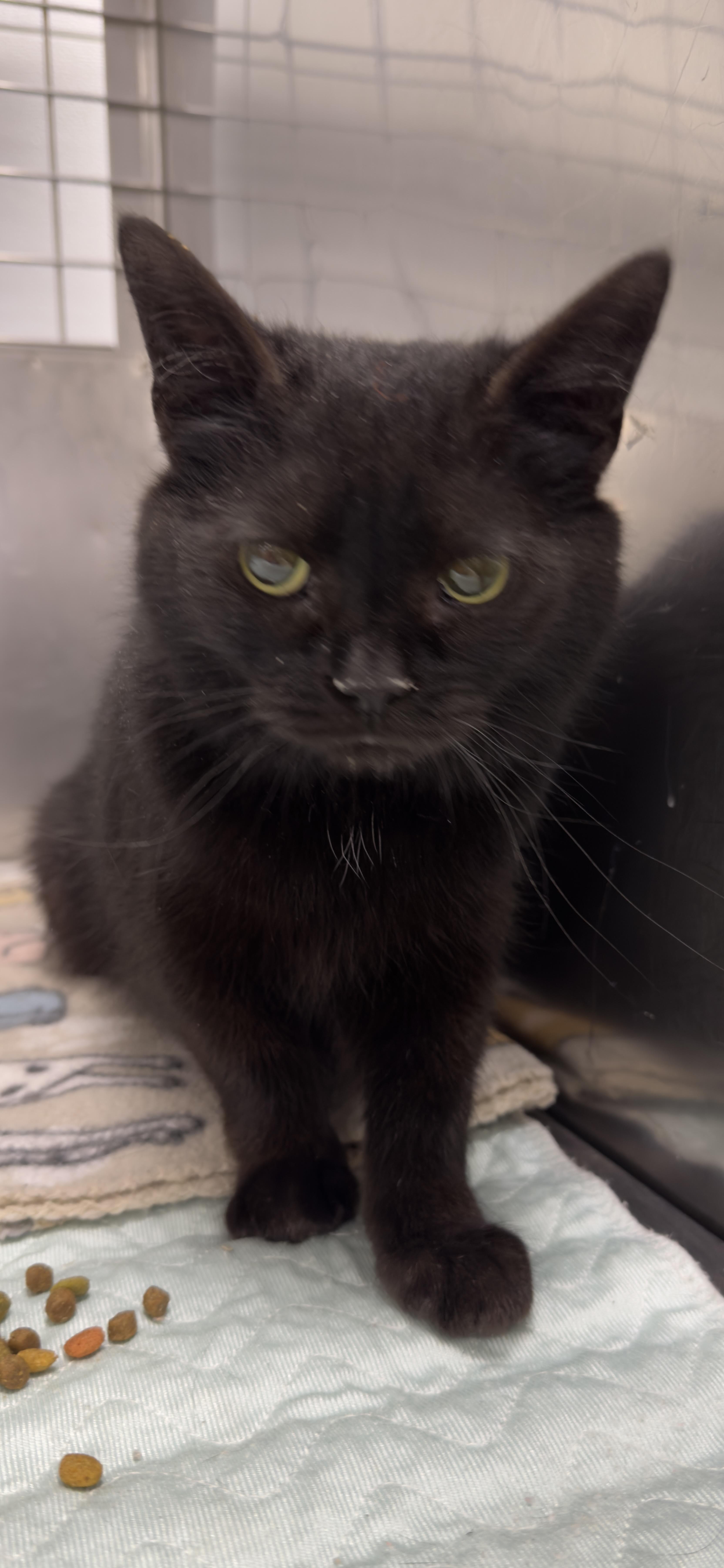 Enlarge VIXEN ~ KITTEN!, a Adoptable Domestic Short Hair in Ashland, OH image 3/5