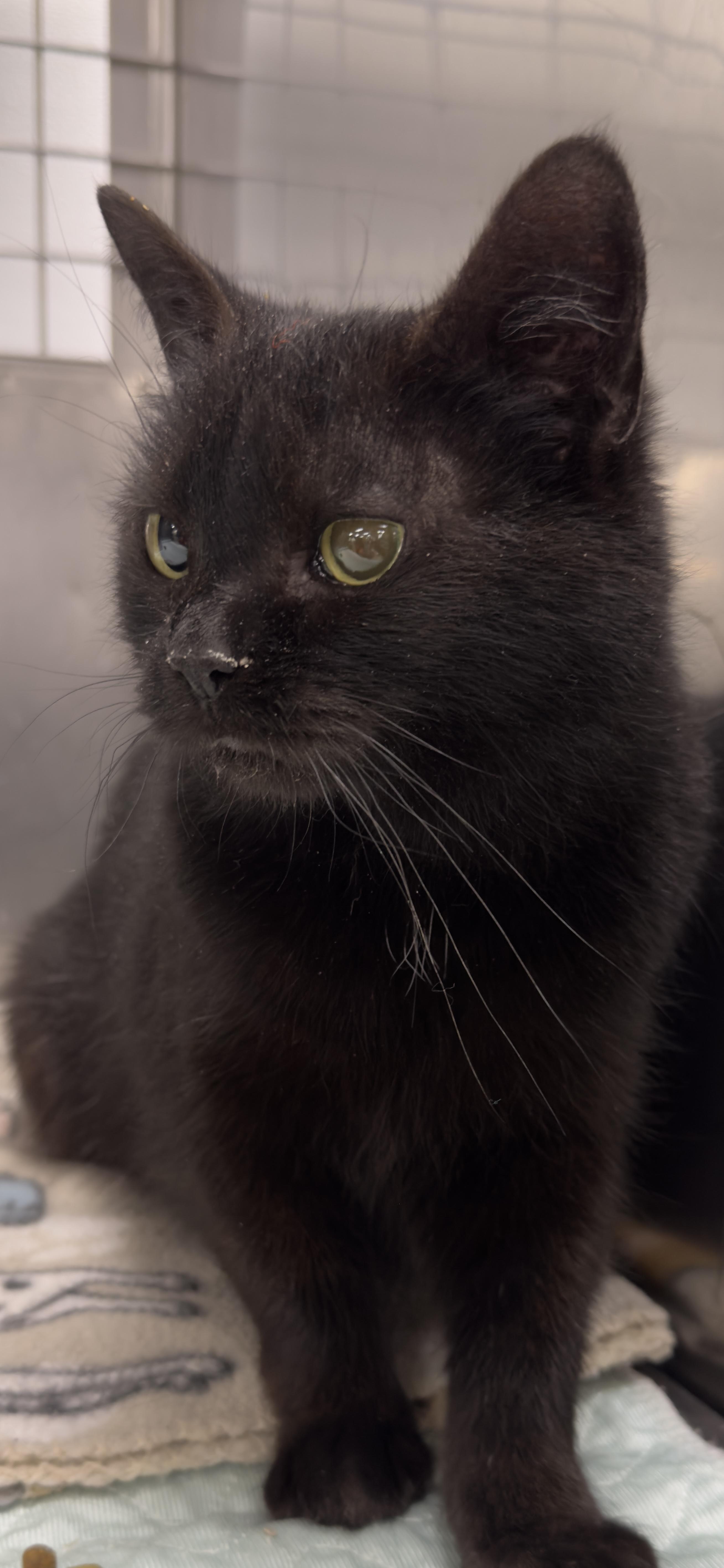 Enlarge VIXEN ~ KITTEN!, a Adoptable Domestic Short Hair in Ashland, OH image 2/5