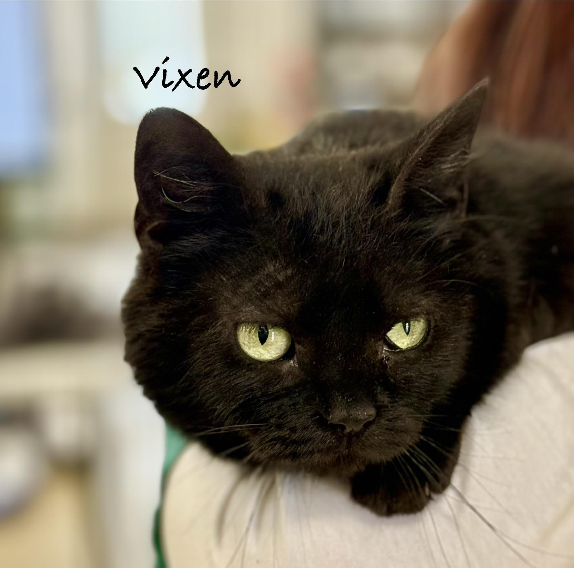 VIXEN ~ KITTEN!, Adoptable, Kitten Female Domestic Short Hair.