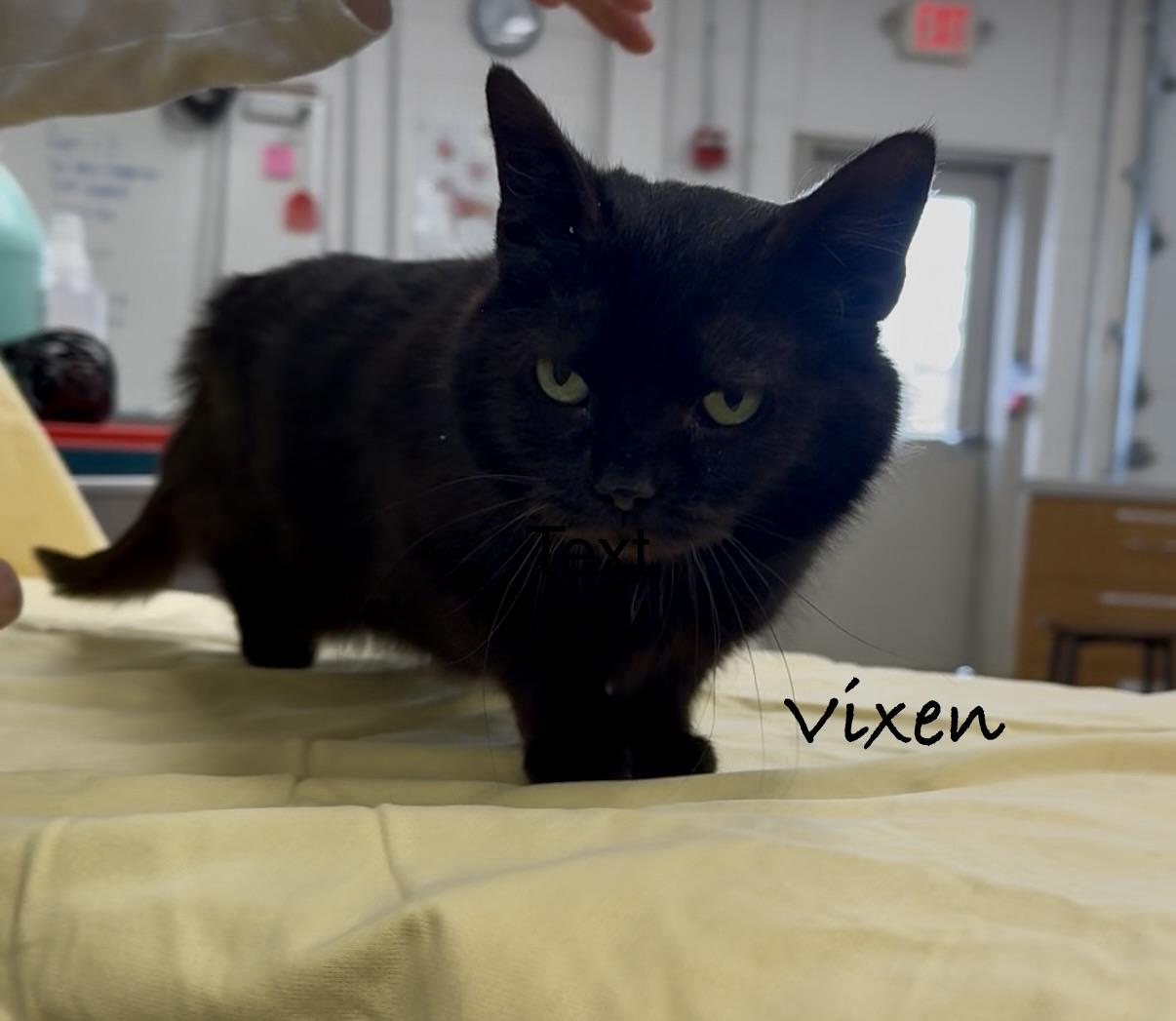 Enlarge VIXEN ~ KITTEN!, a Adoptable Domestic Short Hair in Ashland, OH image 4/5
