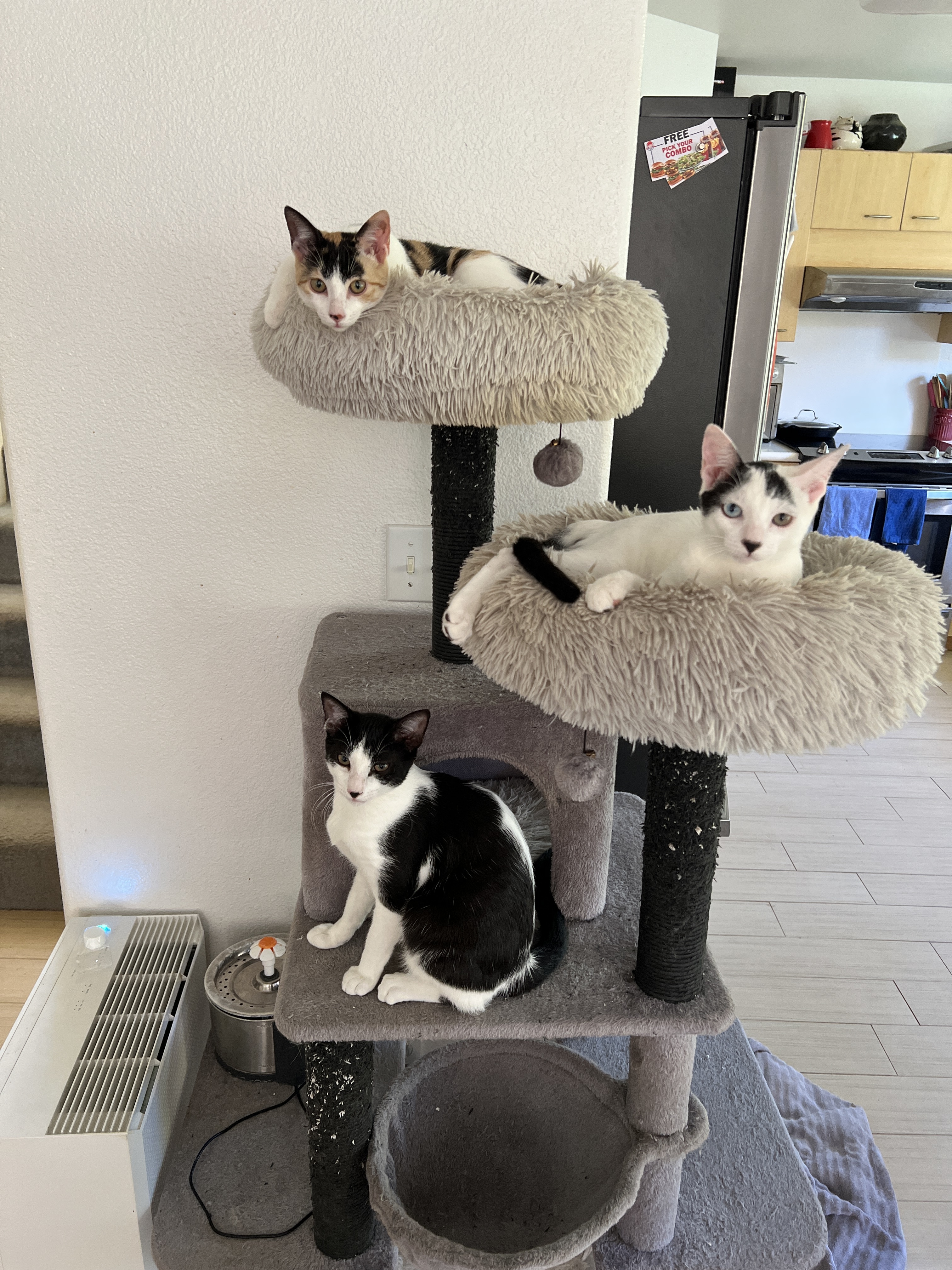 Moo, Boo & Chloe 3