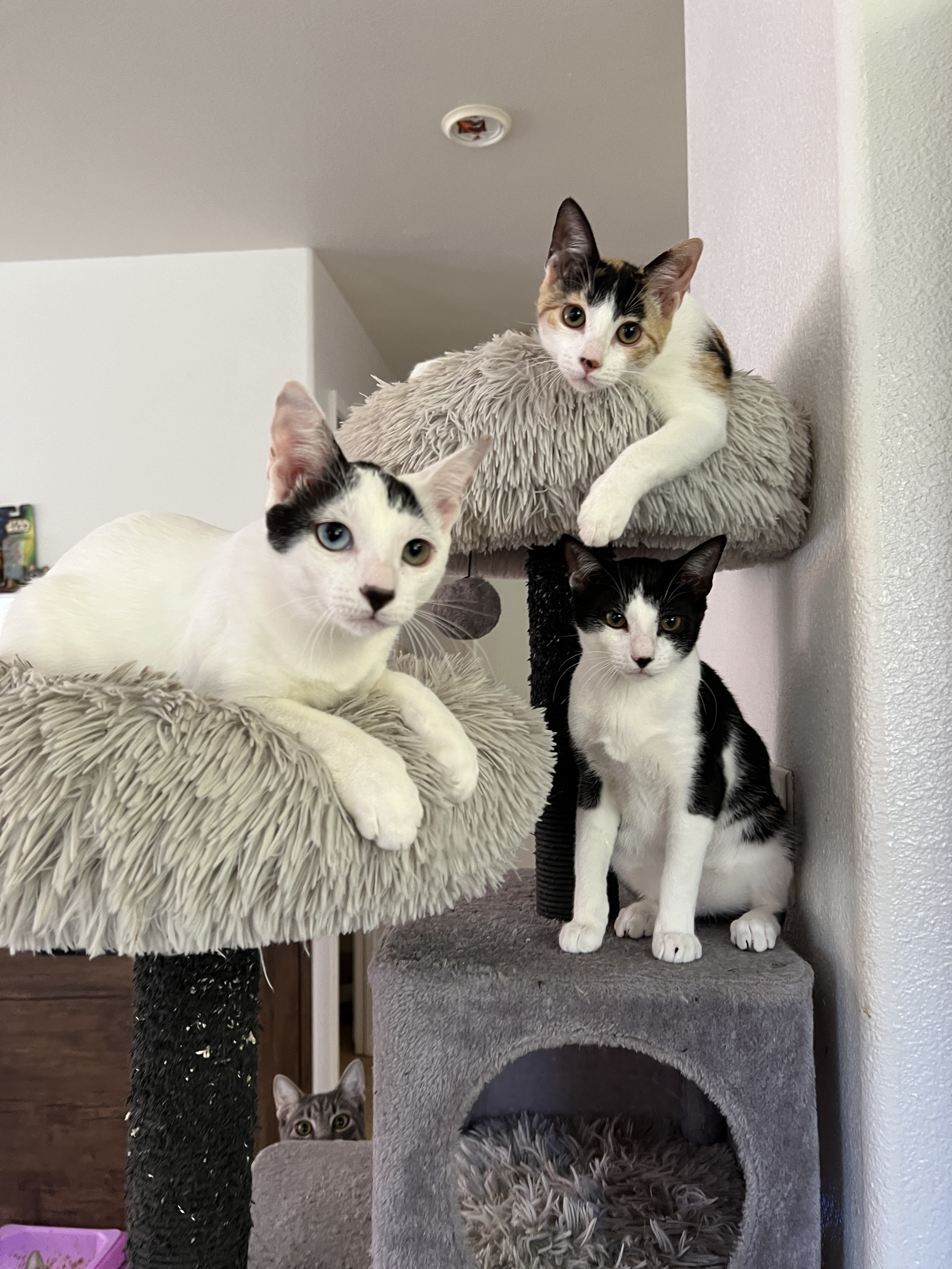 Moo, Boo & Chloe 1