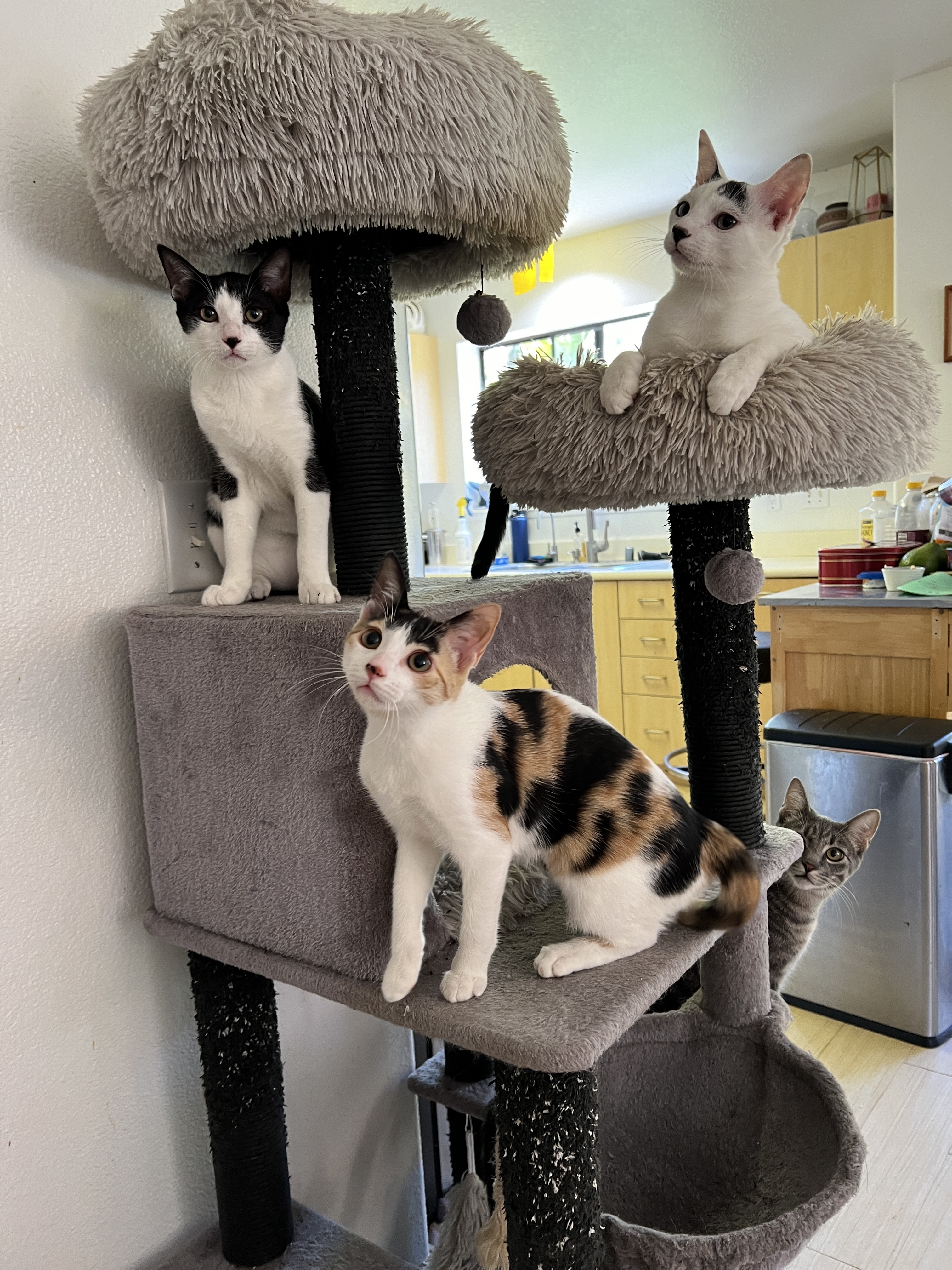 Moo, Boo & Chloe 6