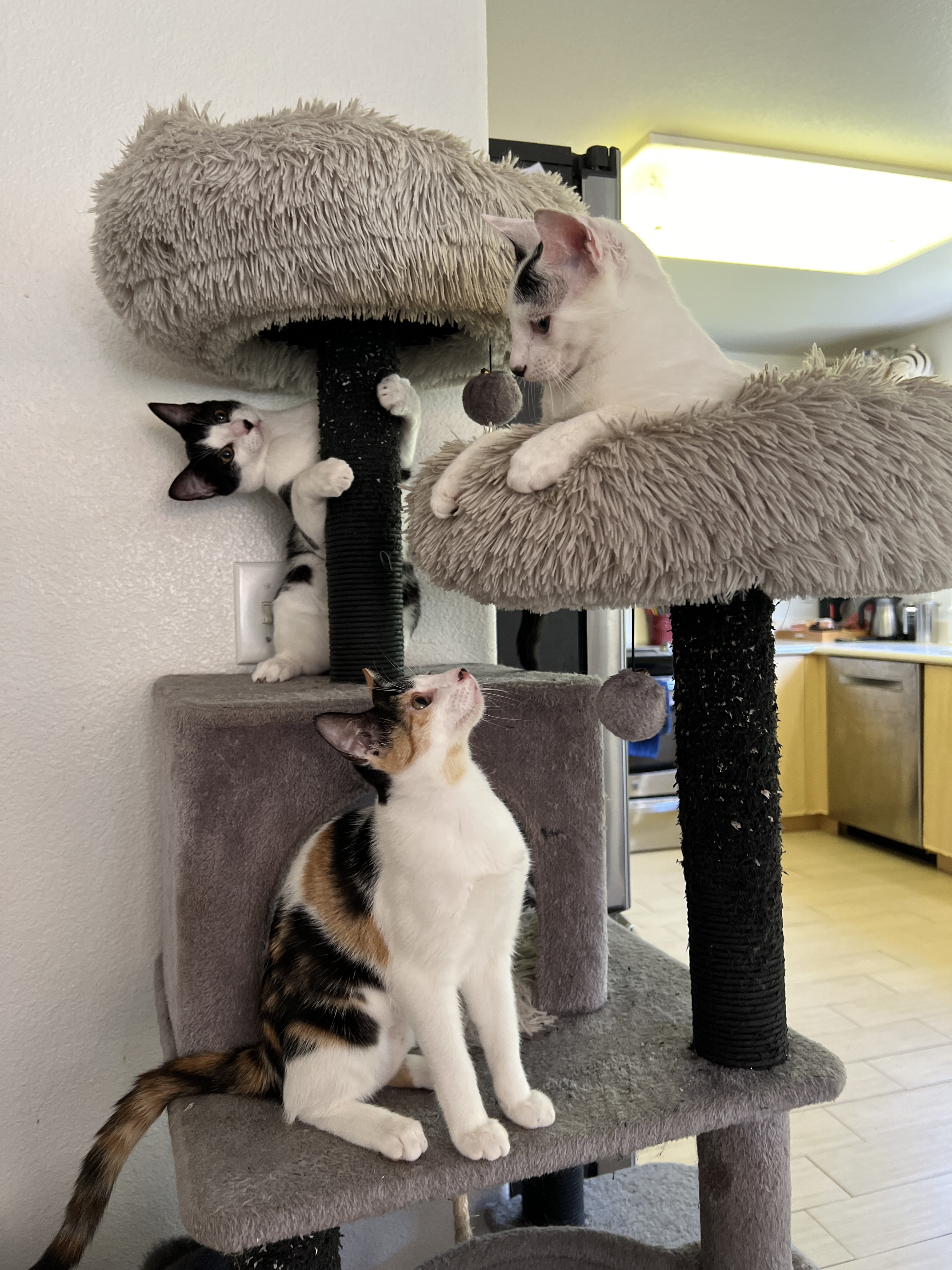Moo, Boo & Chloe 5