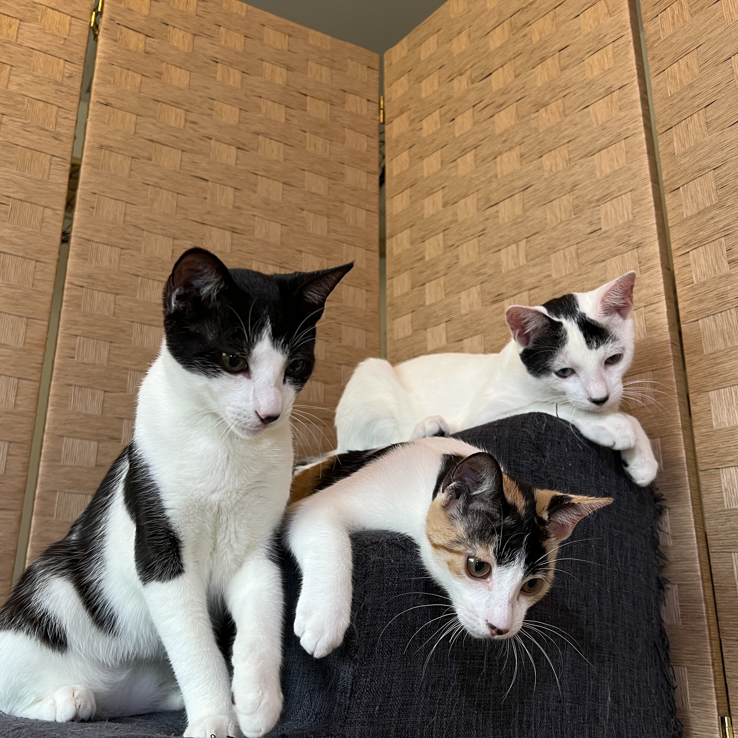 Moo, Boo & Chloe 2