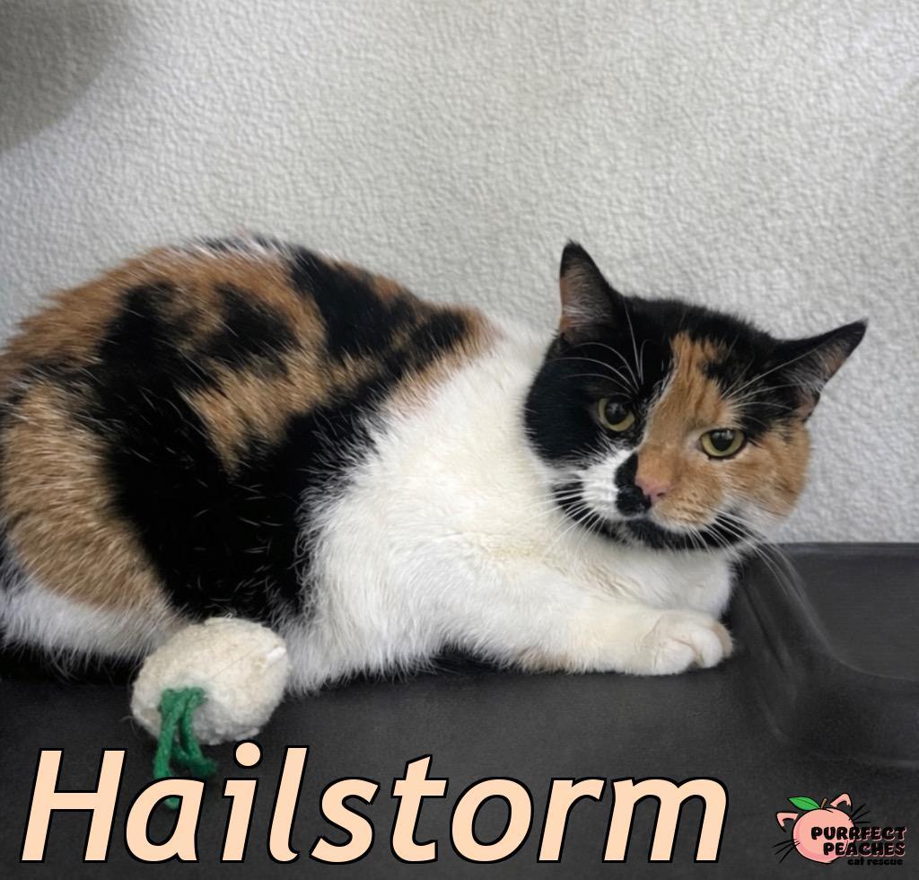 Enlarge Hailstorm, a Adoptable mixed breed in Douglasville, GA image 1/2