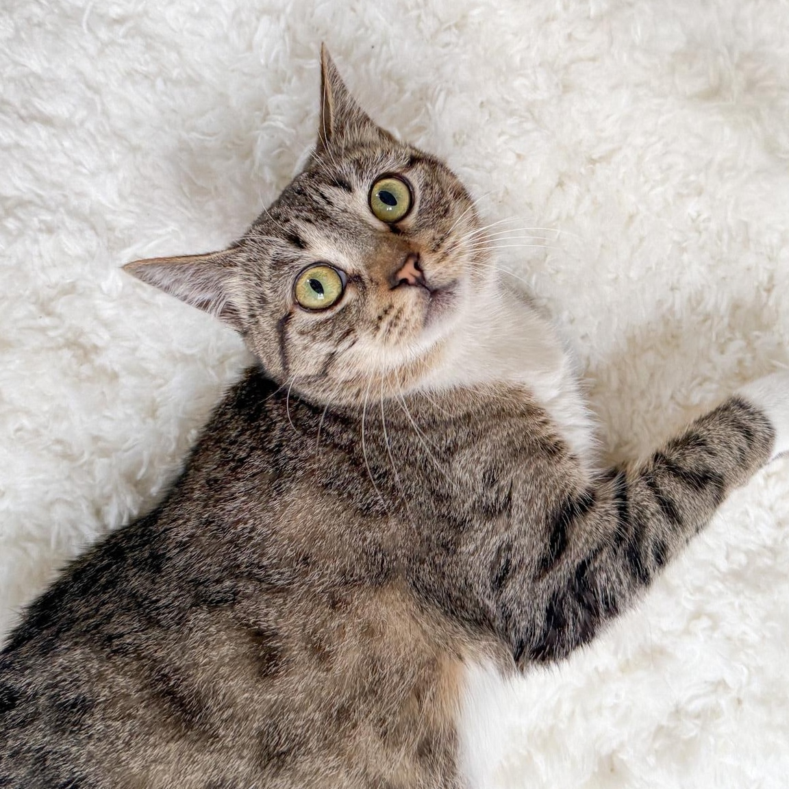 Albi, Adoptable, Adult Female Tabby.