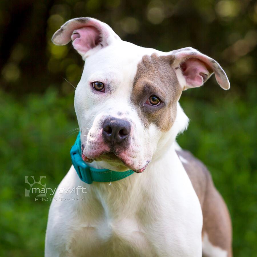 Enlarge Ranger, a Adoptable mixed breed in Reisterstown, MD image 3/5