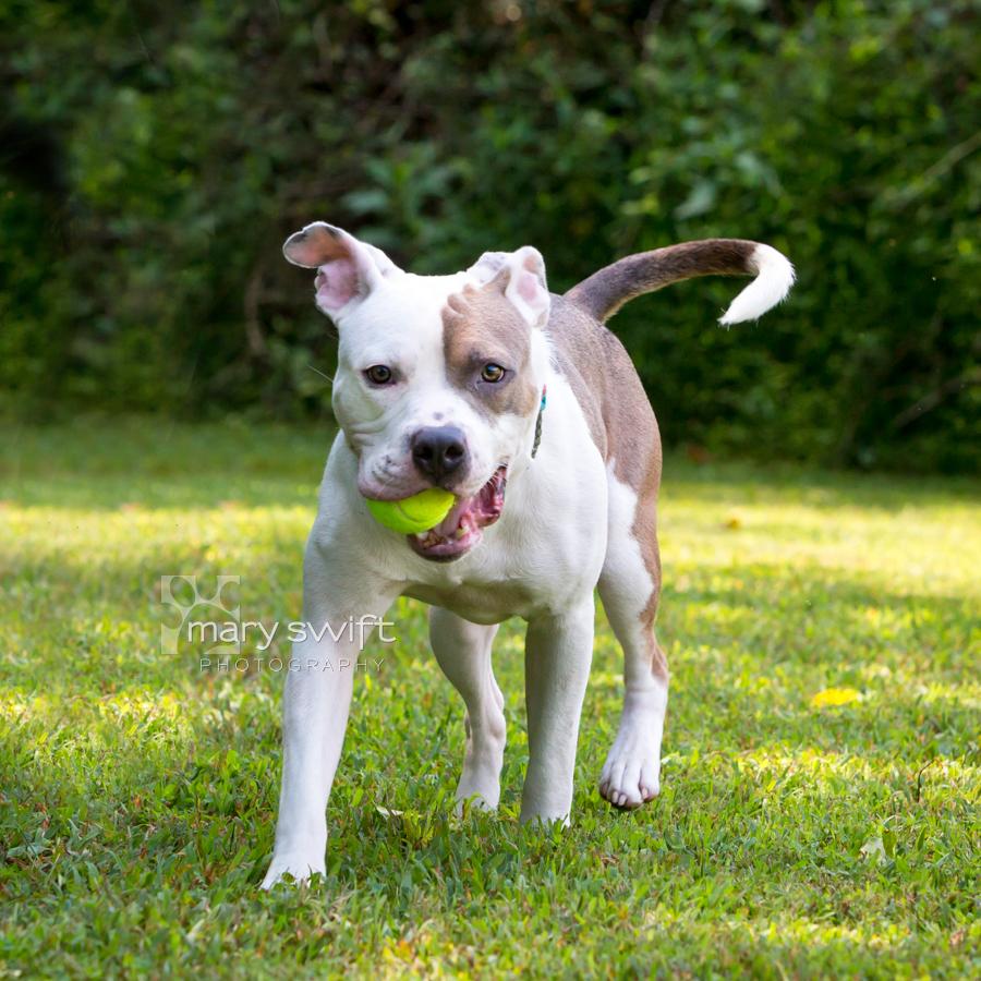 Enlarge Ranger, a Adoptable mixed breed in Reisterstown, MD image 1/5