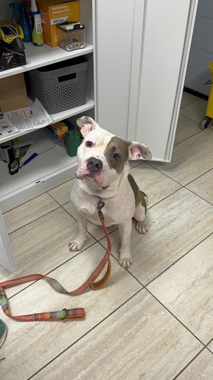 Ranger, Adoptable, Adult Male Mixed Breed.