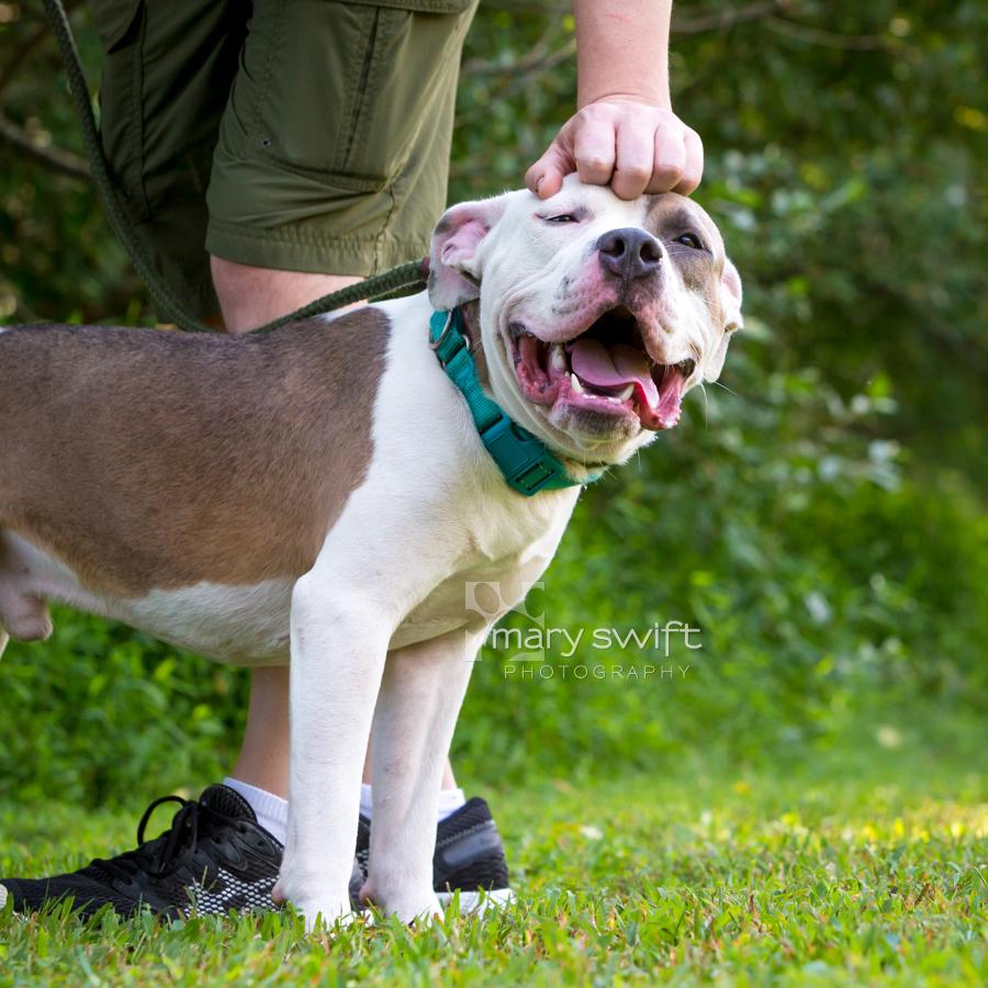 Enlarge Ranger, a Adoptable mixed breed in Reisterstown, MD image 4/5