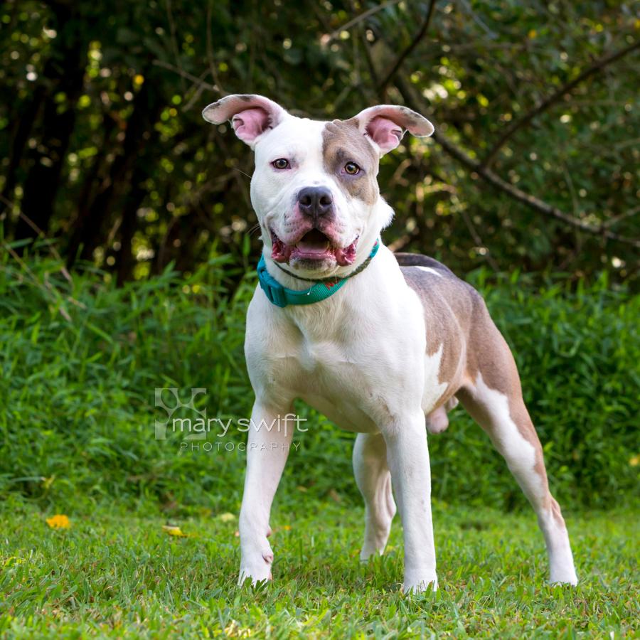 Enlarge Ranger, a Adoptable mixed breed in Reisterstown, MD image 2/5