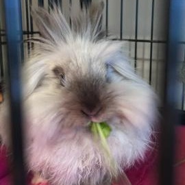 Enlarge Cotton Lily, a Adoptable Lionhead in Philadelphia, PA image 1/3