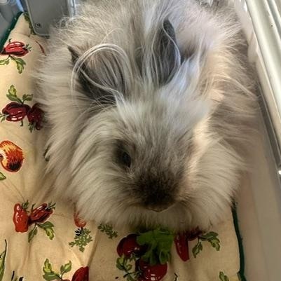 Enlarge Cotton Lily, a Adoptable Lionhead in Philadelphia, PA image 3/3