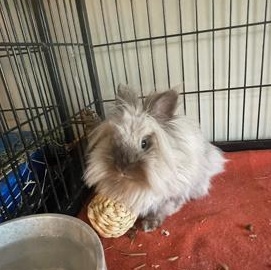 Enlarge Cotton Lily, a Adoptable Lionhead in Philadelphia, PA image 2/3