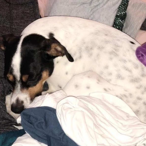 Lucy, a Adoptable Terrier in Newport, OR image 2/2