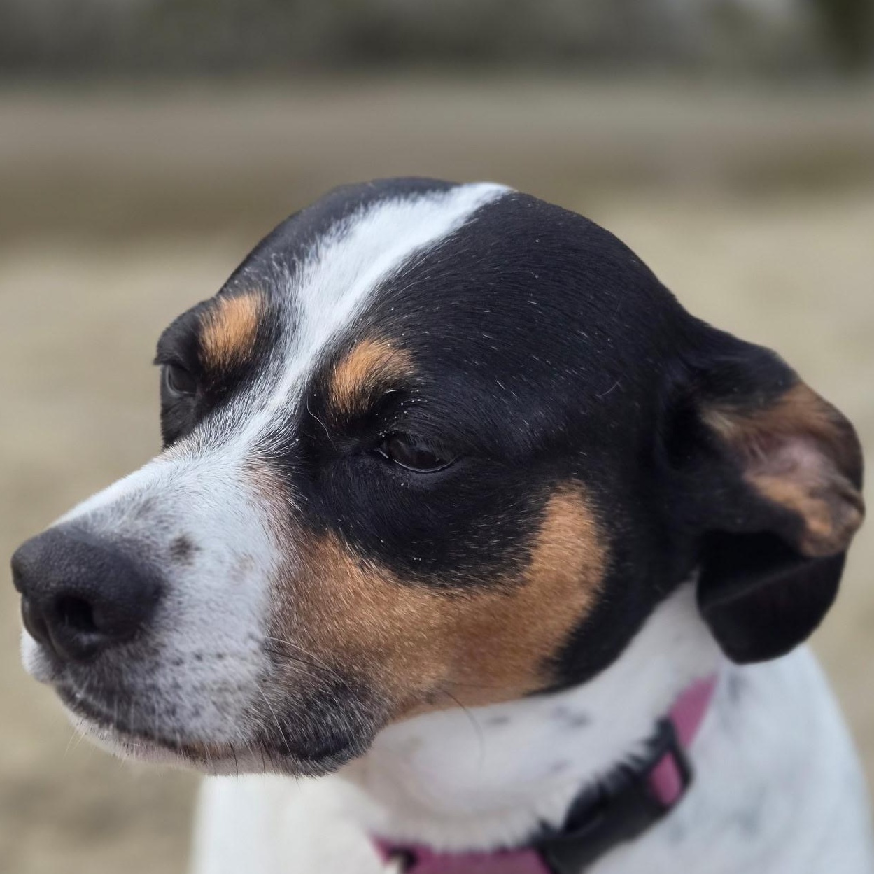 Lucy, Adoptable, Senior Female Terrier.