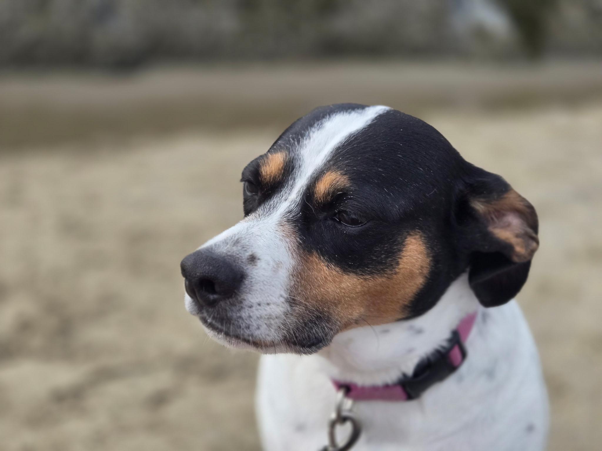 Lucy, an adoptable Terrier in Newport, OR, 97365 | Photo Image 1