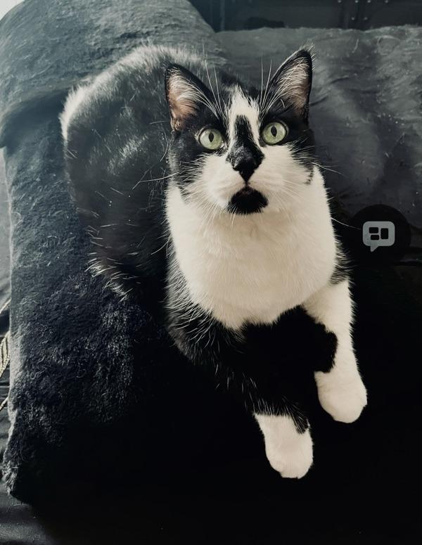 Luci, Adoptable, Senior Female Domestic Short Hair.