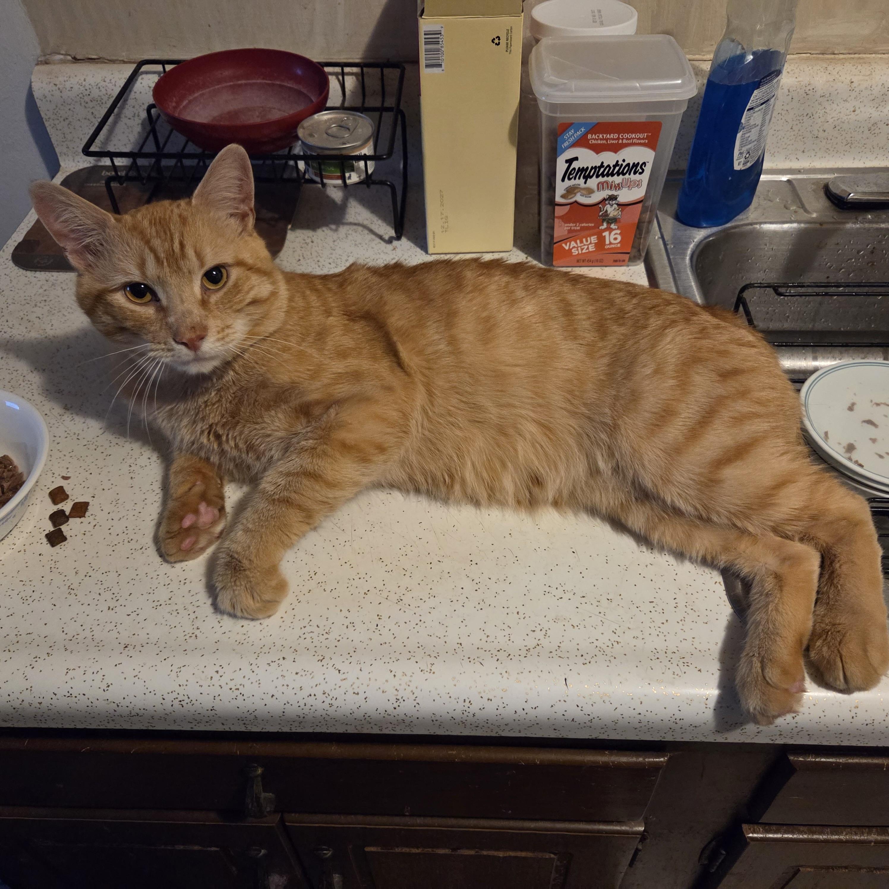 TYLER, ADOPTABLE, Young Male Tabby & Domestic Short Hair.