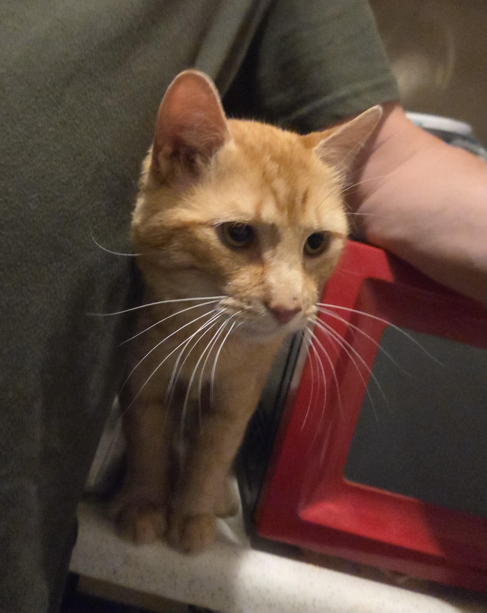 TYLER, a ADOPTABLE mixed breed in Churchville, PA image 2/2