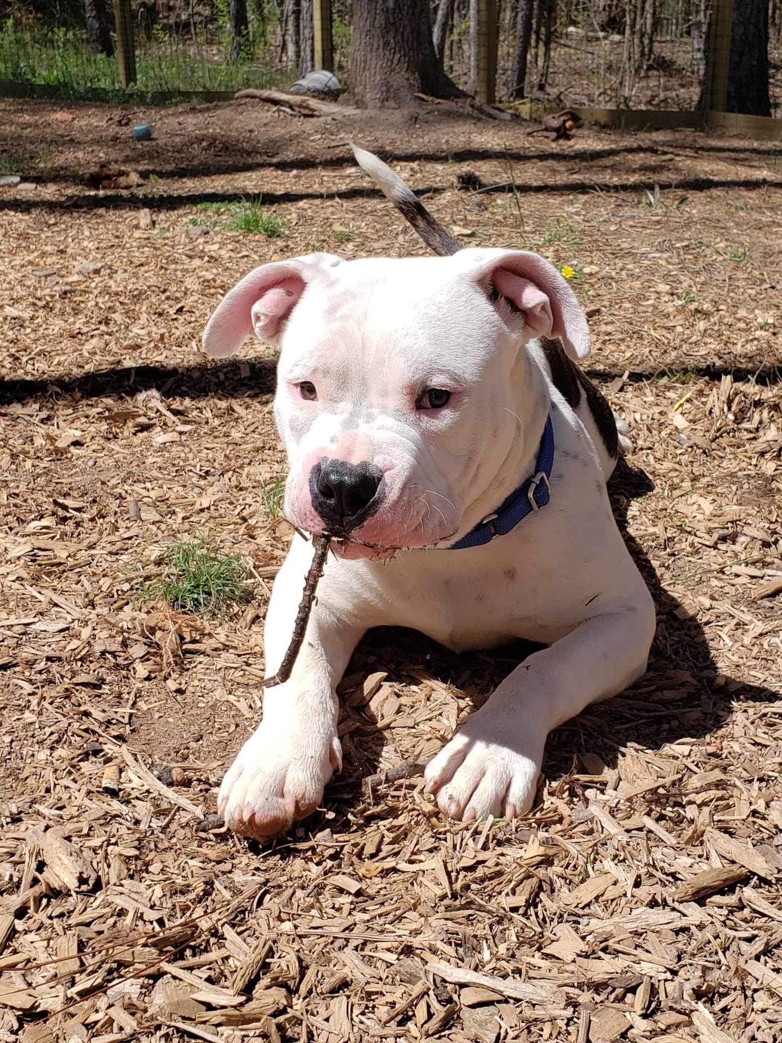 Clyde, a Adoptable Pit Bull Terrier in Roanoke, AL image 3/6