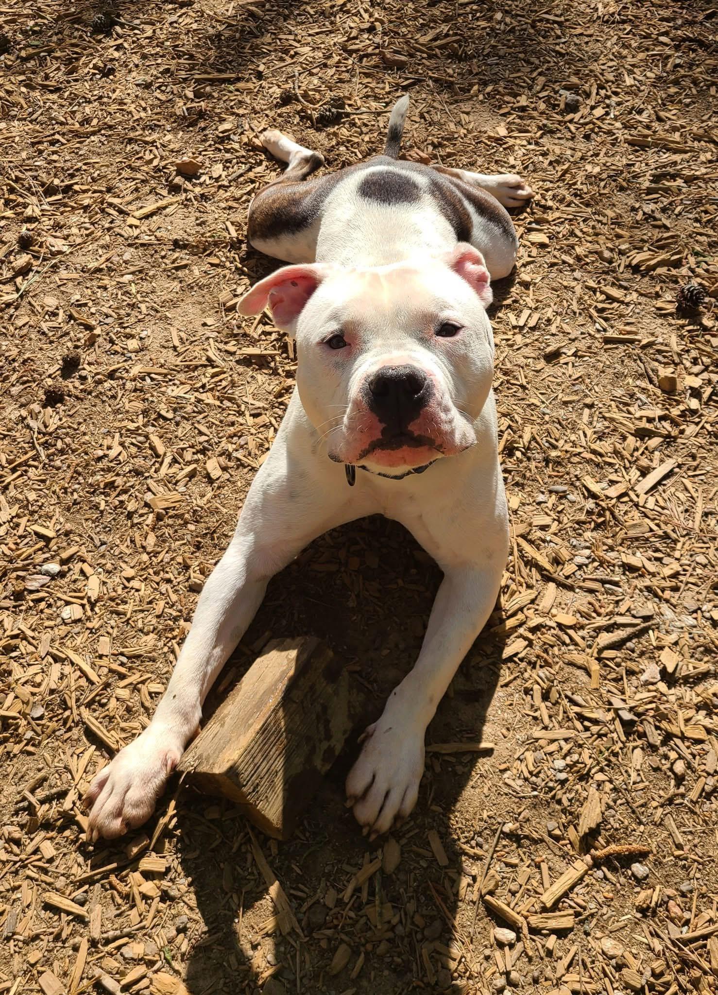 Clyde, a Adoptable Pit Bull Terrier in Roanoke, AL image 4/6