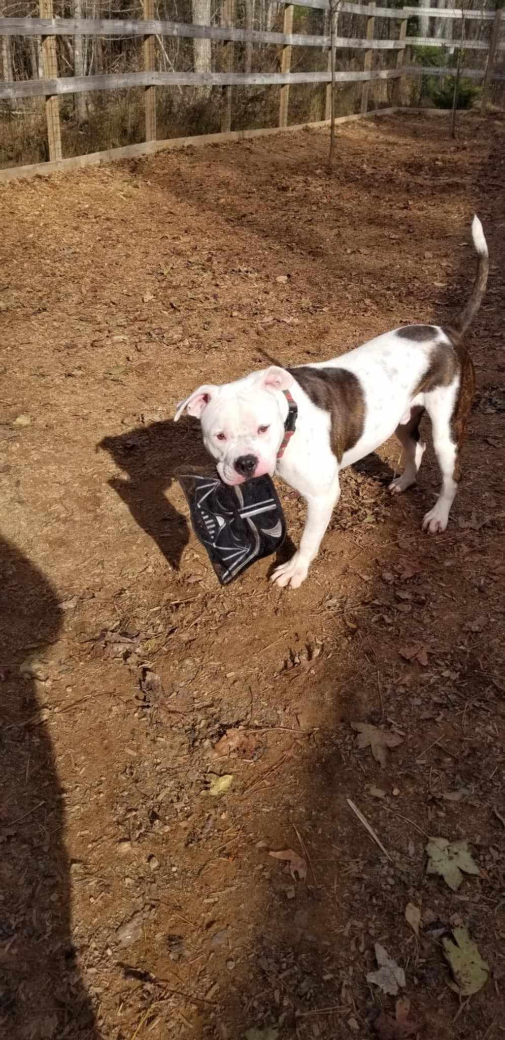 Clyde, a Adoptable Pit Bull Terrier in Roanoke, AL image 6/6