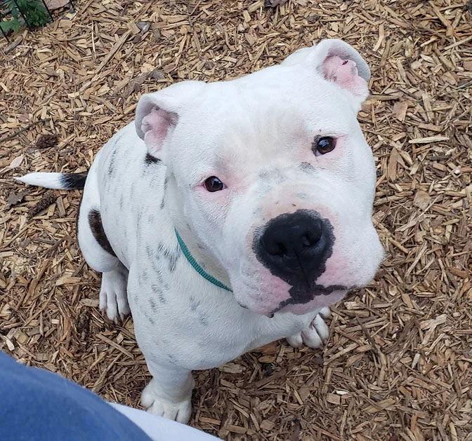 Enlarge Clyde, a Adoptable Pit Bull Terrier in Roanoke, AL image 1/1