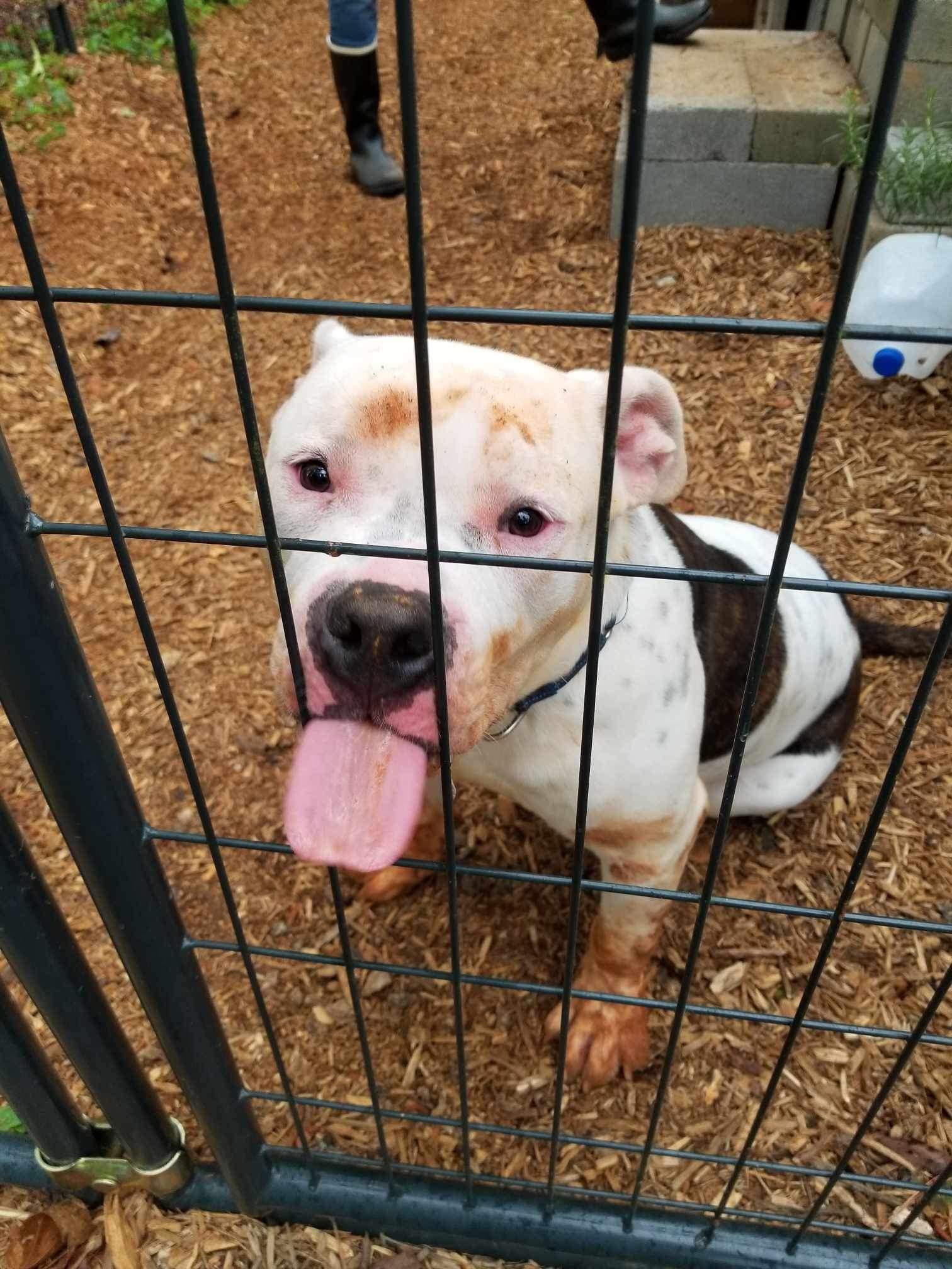 Clyde, a Adoptable Pit Bull Terrier in Roanoke, AL image 2/6