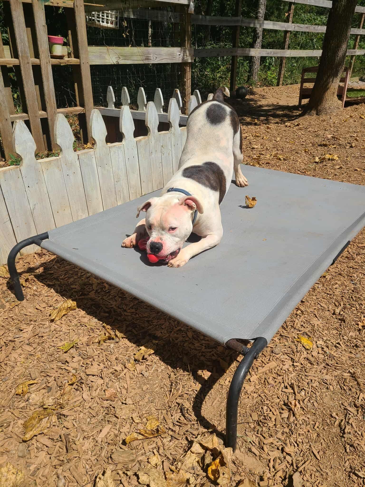 Clyde, a Adoptable Pit Bull Terrier in Roanoke, AL image 5/6