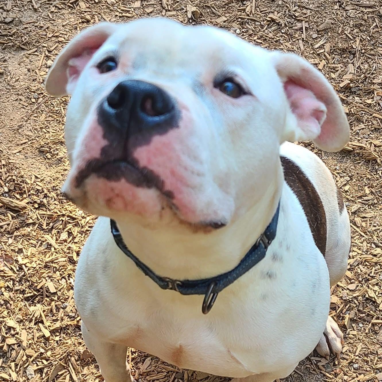 Clyde, a Adoptable Pit Bull Terrier in Roanoke, AL image 1/6